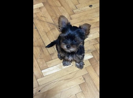 1  mini jorki  s0724.jpg